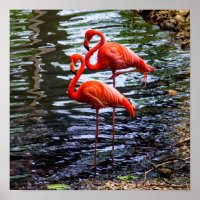 Rosa Flamingos im Wasser