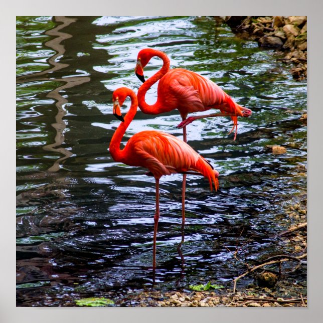 Rosa Flamingos im Wasser Poster (Vorne)