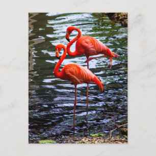 Rosa Flamingos im Wasser Postkarte