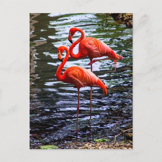 Rosa Flamingos im Wasser Postkarte (Vorderseite)