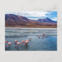 Rosa Flamingos in Bolivien