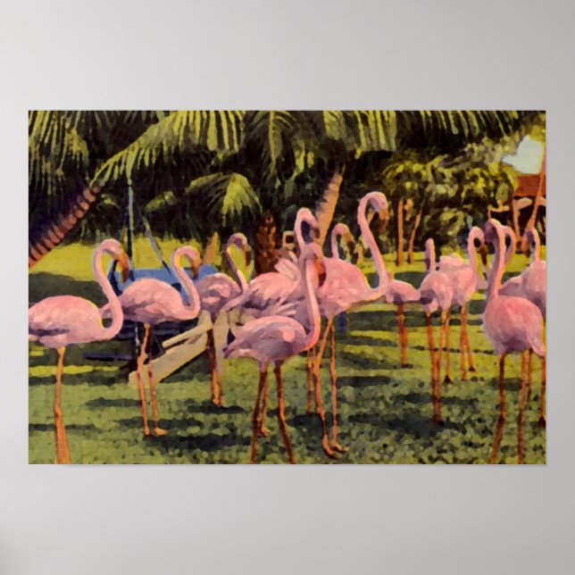 Rosa Flamingos in Florida Poster (Vorne)