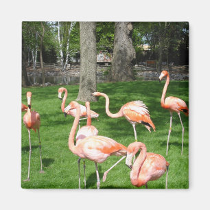 Rosa Flamingos Magnet