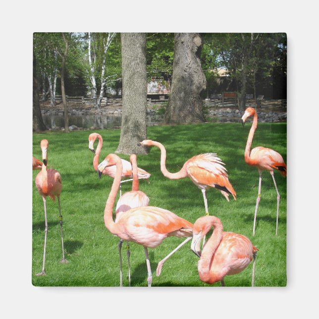 Rosa Flamingos Magnet (Vorne)