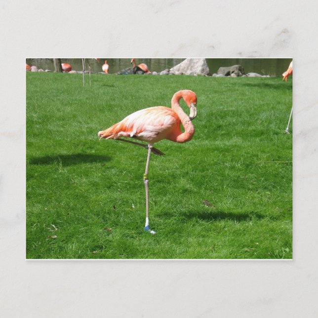 Rosa Flamingos Postkarte (Vorderseite)