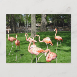 Rosa Flamingos Postkarte