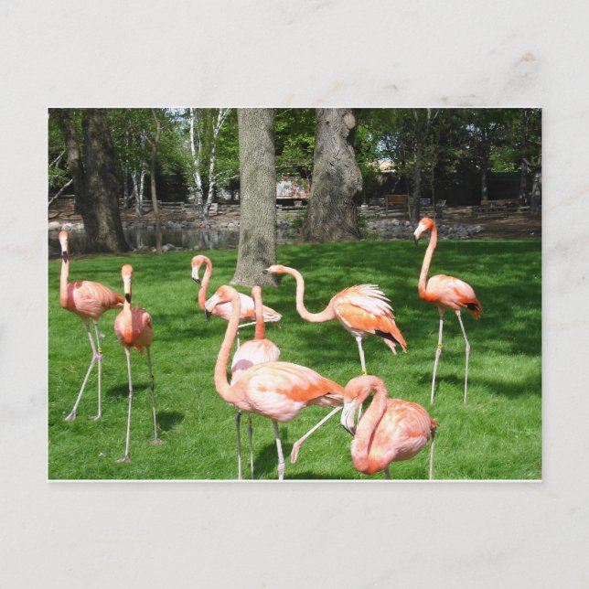 Rosa Flamingos Postkarte (Vorderseite)