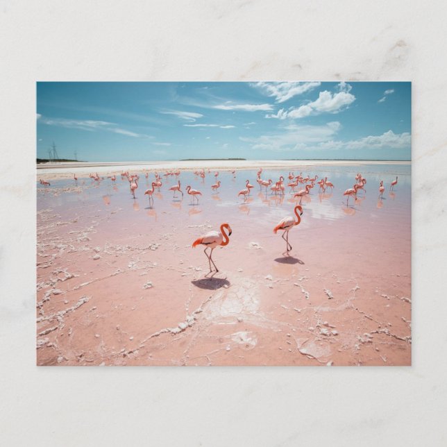 Rosa Flamingos  Postkarte (Vorderseite)