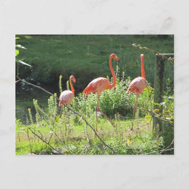 Rosa Flamingos Postkarte (Vorderseite)