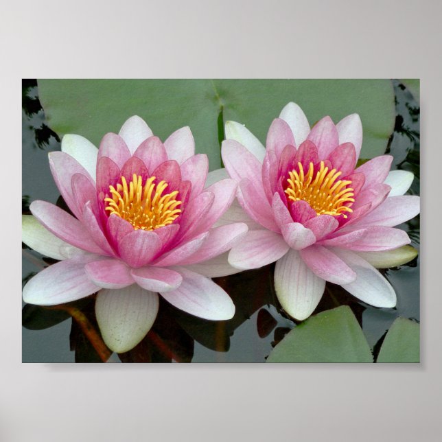 Rosa Floating Wasserlilie Lotus Poster (Vorne)