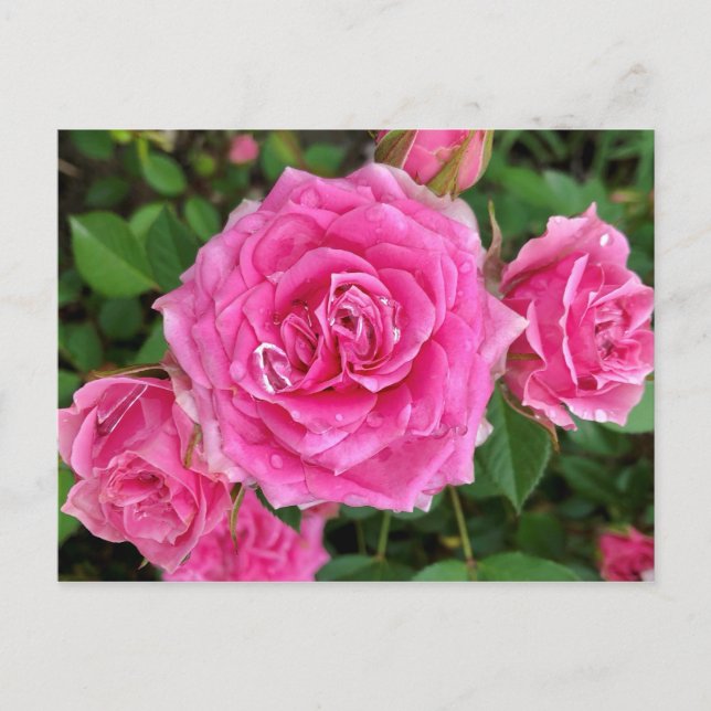Rosa Floral Postkarte (Vorderseite)