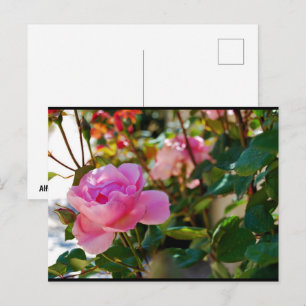 Rosa Floral Rose Postkarte