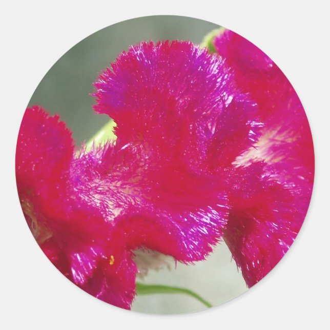 Rosa florale Aufkleber (Vorderseite)