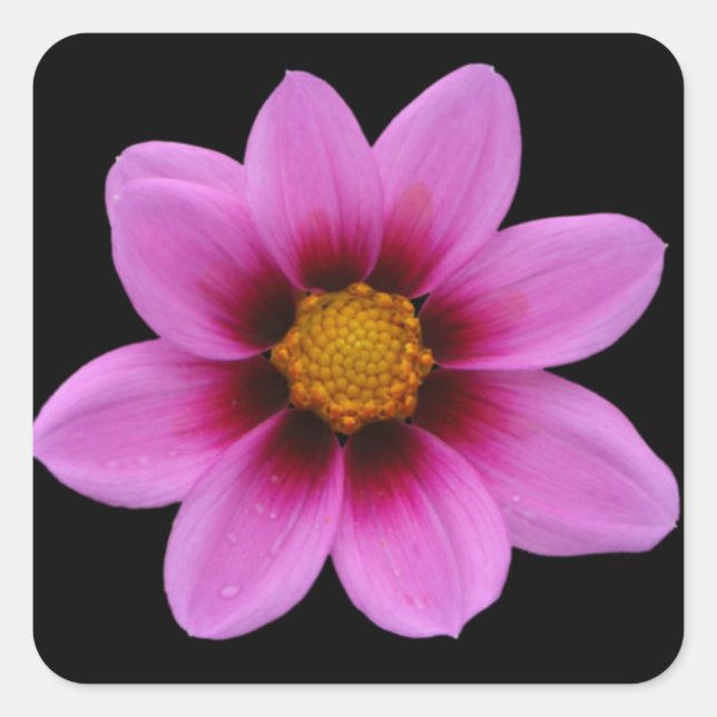 Rosa, florale Kunst Quadratischer Aufkleber (Vorderseite)