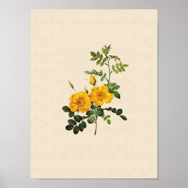 Rosa Foetida Poster (Vorne)