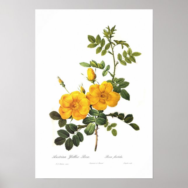 Rosa Foetida Poster (Vorne)