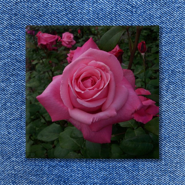 Rosa Foto Button (Pink Rose Button)