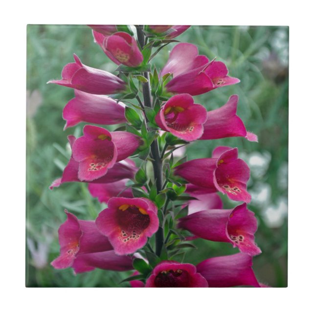 Rosa Foxglove-Blume Fliese (Vorderseite)