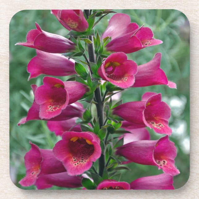 Rosa Foxglove-Blume Getränkeuntersetzer (Vorderseite)