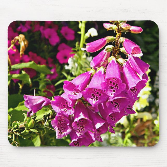 Rosa Foxglove-Blume Mousepad (Vorne)