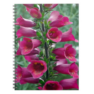 Rosa Foxglove-Blume Notizblock