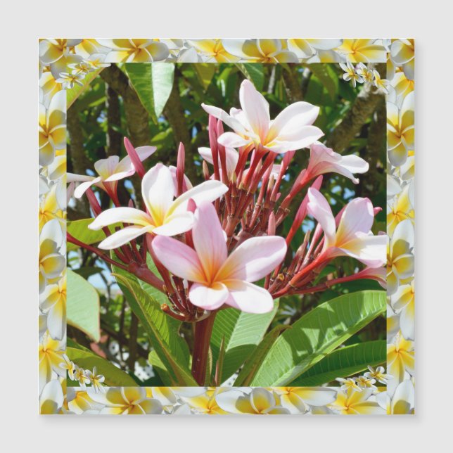 Rosa Frangipani-Baum mit gelber Frangipani-Kante, Magnetkarte (Vorderseite)
