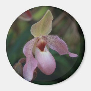 Rosa Frauenschuh-Orchidee Magnet