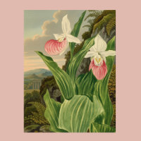 Rosa Frauenschuh Vintage-Blumen-Orchidee Botanisch