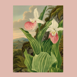 Rosa Frauenschuh Vintage-Blumen-Orchidee Botanisch Poster