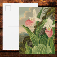 Rosa Frauenschuh Vintage-Blumen-Orchidee Botanisch