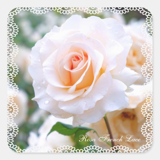 Rosa French Lace [Square Seal] Quadratischer Aufkleber (Vorderseite)
