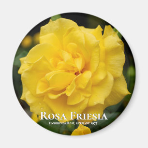 Rosa Friesia Magnet