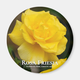 Rosa Friesia Magnet