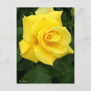 Rosa Friesia:Postcard Postkarte