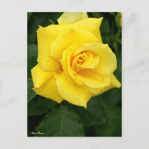 Rosa Friesia:Postcard Postkarte