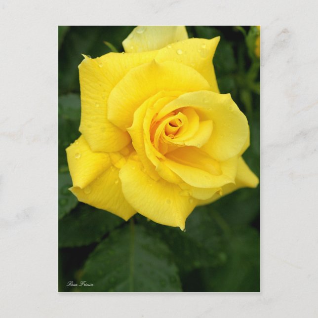 Rosa Friesia:Postcard Postkarte (Vorderseite)