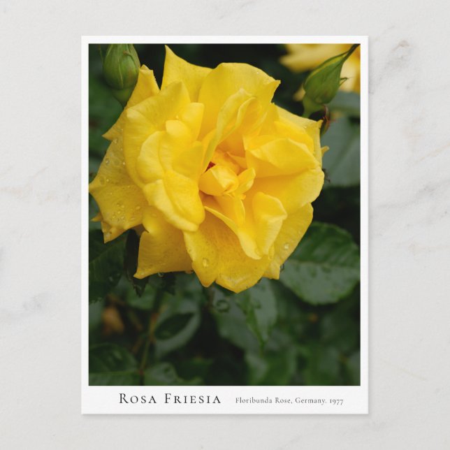 Rosa Friesia Postkarte (Vorderseite)