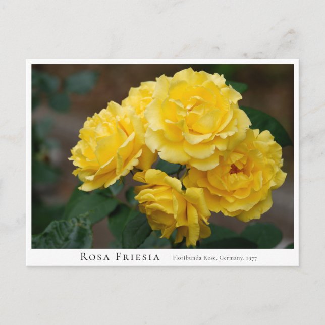 Rosa Friesia Postkarte (Vorderseite)
