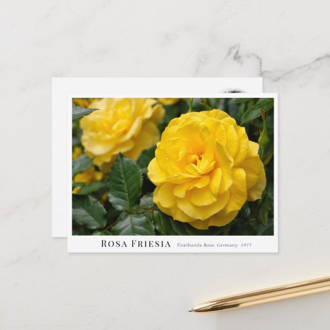 Rosa Friesia Postkarte (Vorderseite/Rückseite Beispiel)