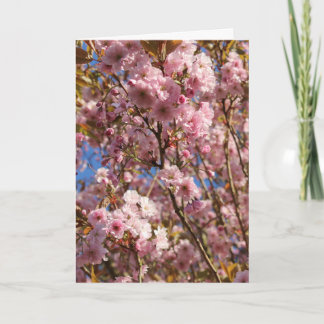 Rosa Frühlings-Kirschblüte Karte