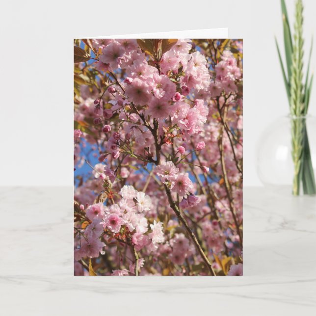 Rosa Frühlings-Kirschblüte Karte (Vorderseite)