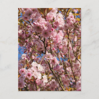 Rosa Frühlings-Kirschblüte Postkarte