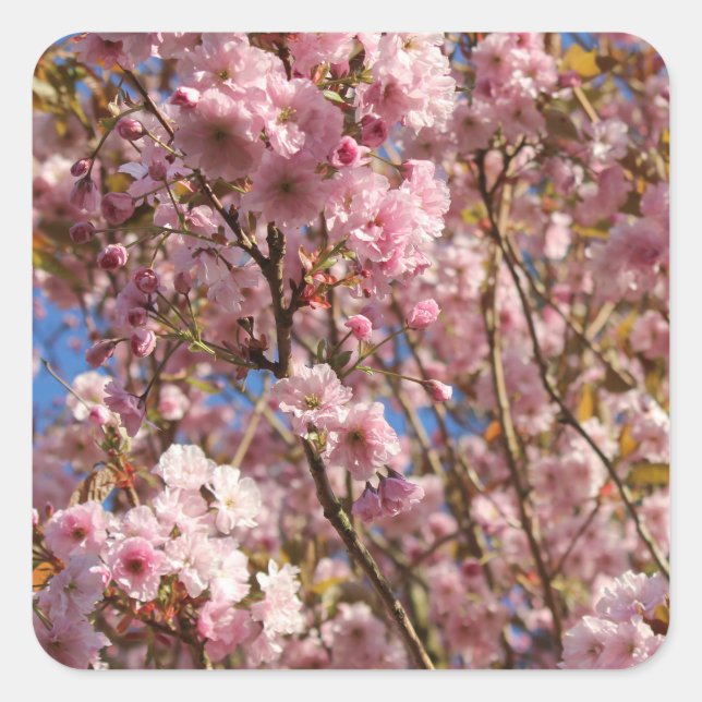Rosa Frühlings-Kirschblüte Quadratischer Aufkleber (Vorderseite)