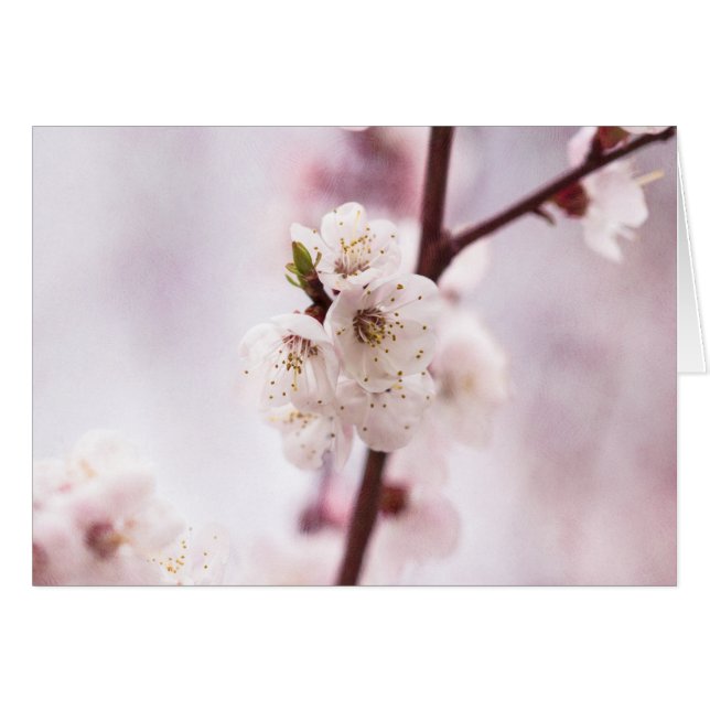 Rosa Frühlingsblüten (Vorderseite (Horizontal))