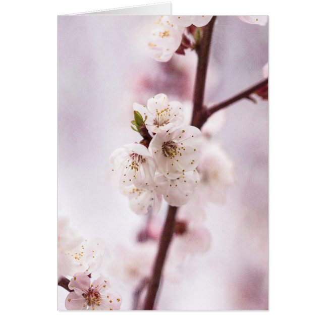 Rosa Frühlingsblüten (Vorne)