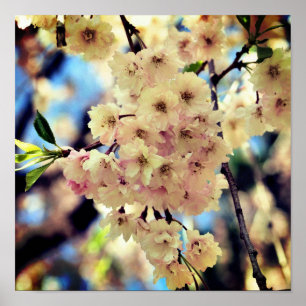 Rosa Frühlingsblüten 3 Nahaufnahme Poster