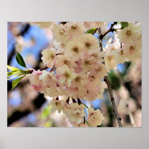 Rosa Frühlingsblüten Blume 3 Poster