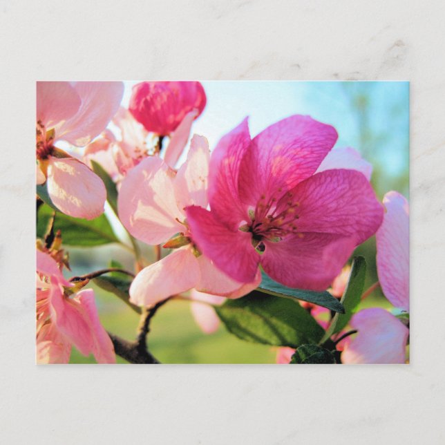 Rosa Frühlingsblüten Postkarte (Vorderseite)