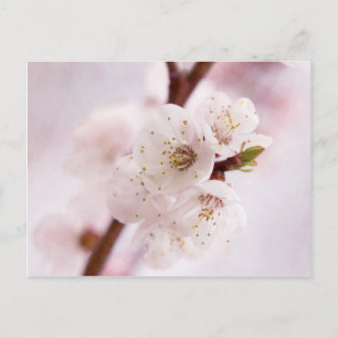Rosa Frühlingsblüten Postkarte