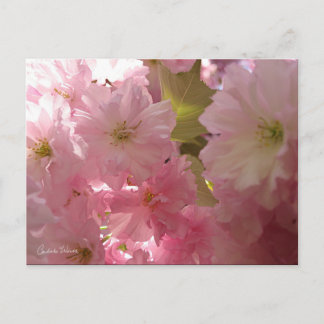 Rosa Frühlingsblüten Postkarte